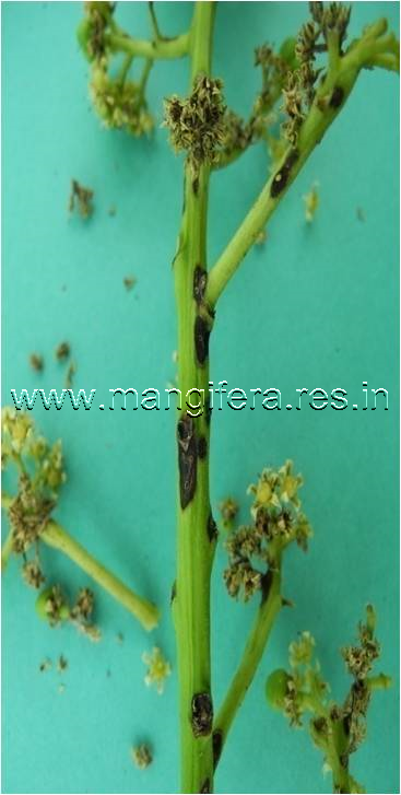 inflorescence midge